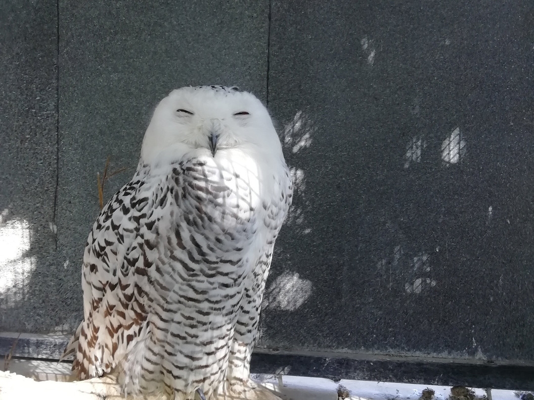 Birdpark Malta景点图片