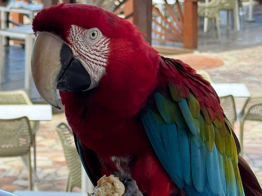 Oceans At Divi Little Bay主图