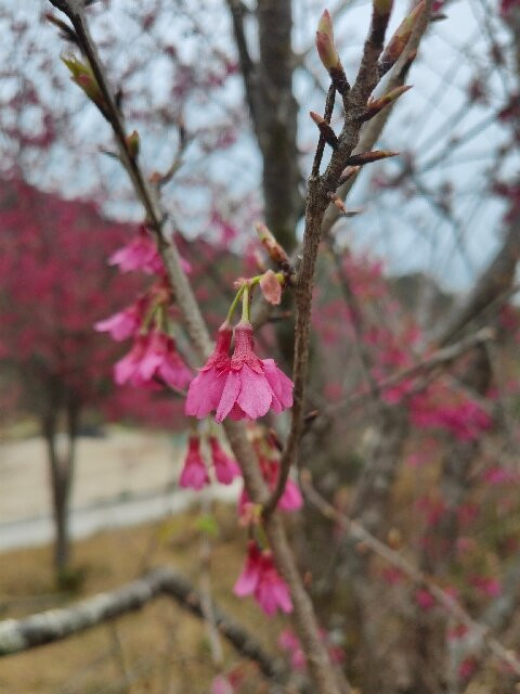 石门国家森林公园-从化市必去景点