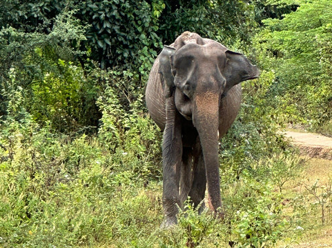 Breeze Vacation Sri Lanka-科伦坡必去景点