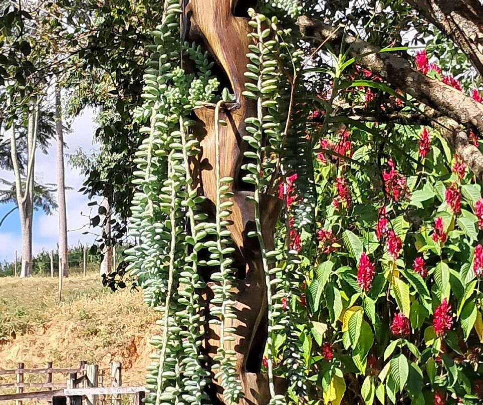 Fazenda Sao Bento - Queijo do Ze Mario-Sao Roque de Minas必去景点