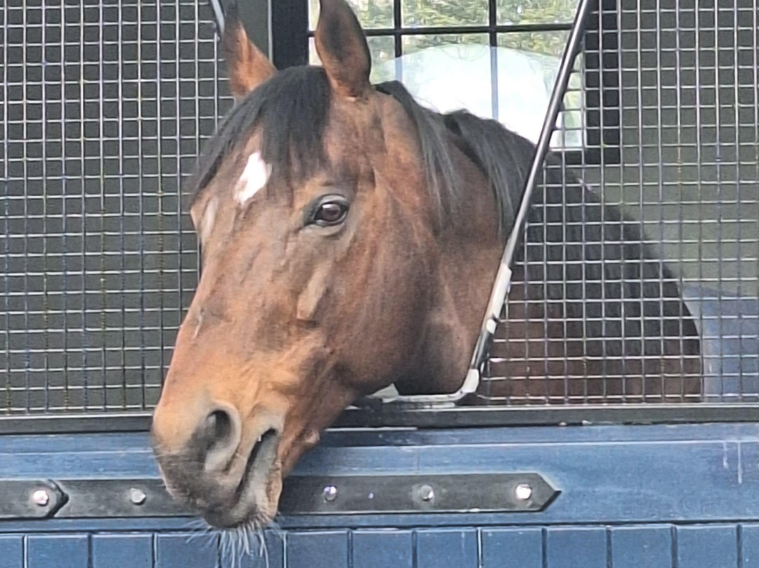 Fethard Horse Country Experience-Fethard必去景点