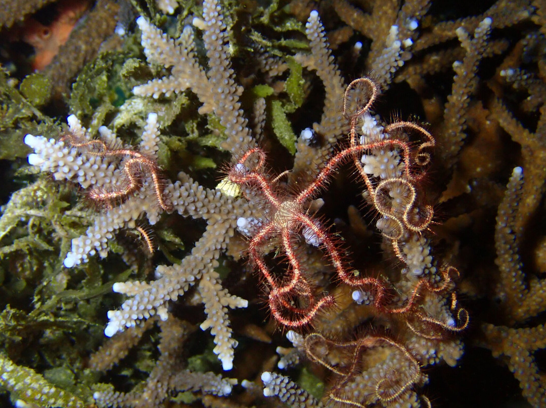 Critter Republic-岛印必去景点