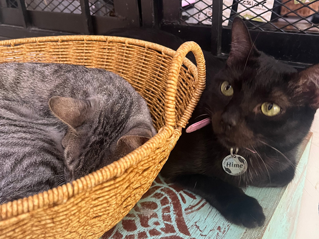 Purr Vida Lounge景点图片