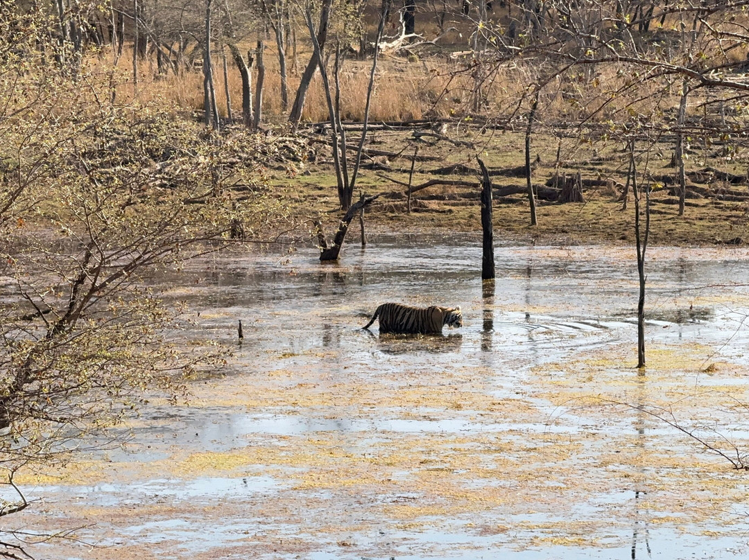Ranthambore Tiger Safari景点图片