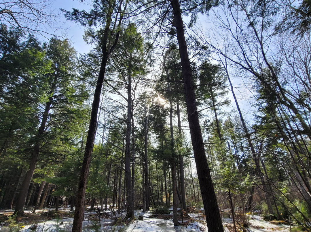 Lincoln Walking Trails景点图片