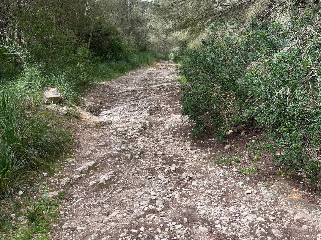 Rent a Bike Schulz & Junior-Cala Ratjada必去景点