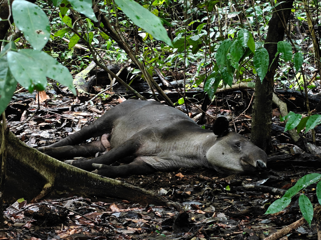 Jaguar Corcovado Tours景点图片