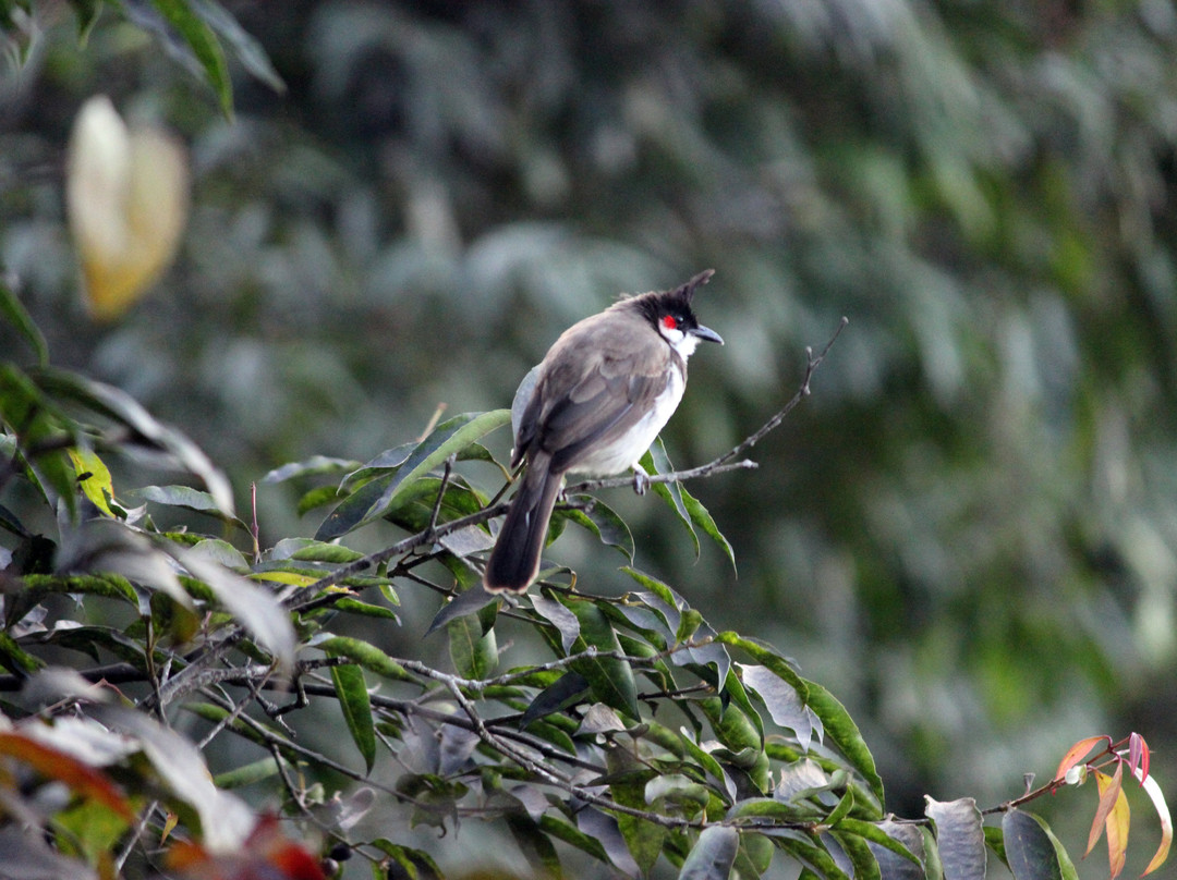 Blackberry Hills Munnar Nature Resort & Spa主图