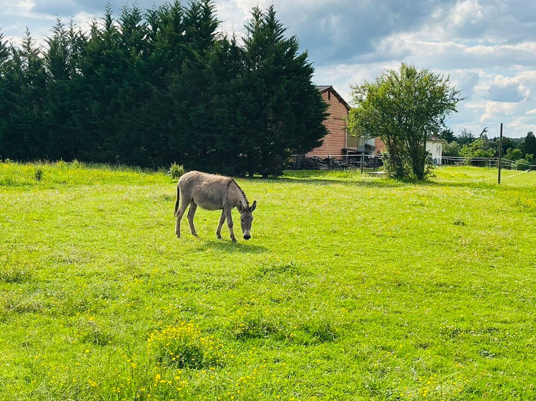 Manoir des Chanterelles主图