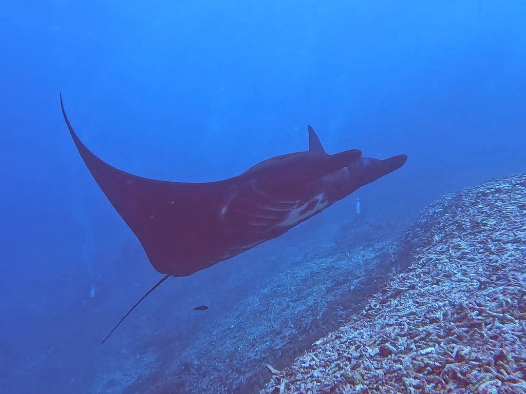 Scuba Junkie Komodo景点图片
