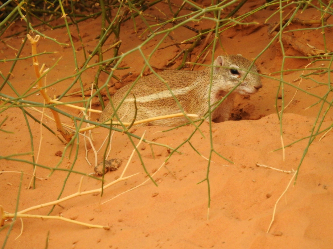 Mauritania Sahara-Boutilimit必去景点