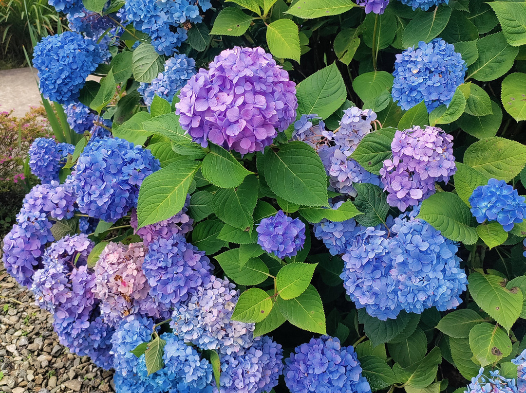 The Temi Bungalow, Eco Adventure Resorts主图