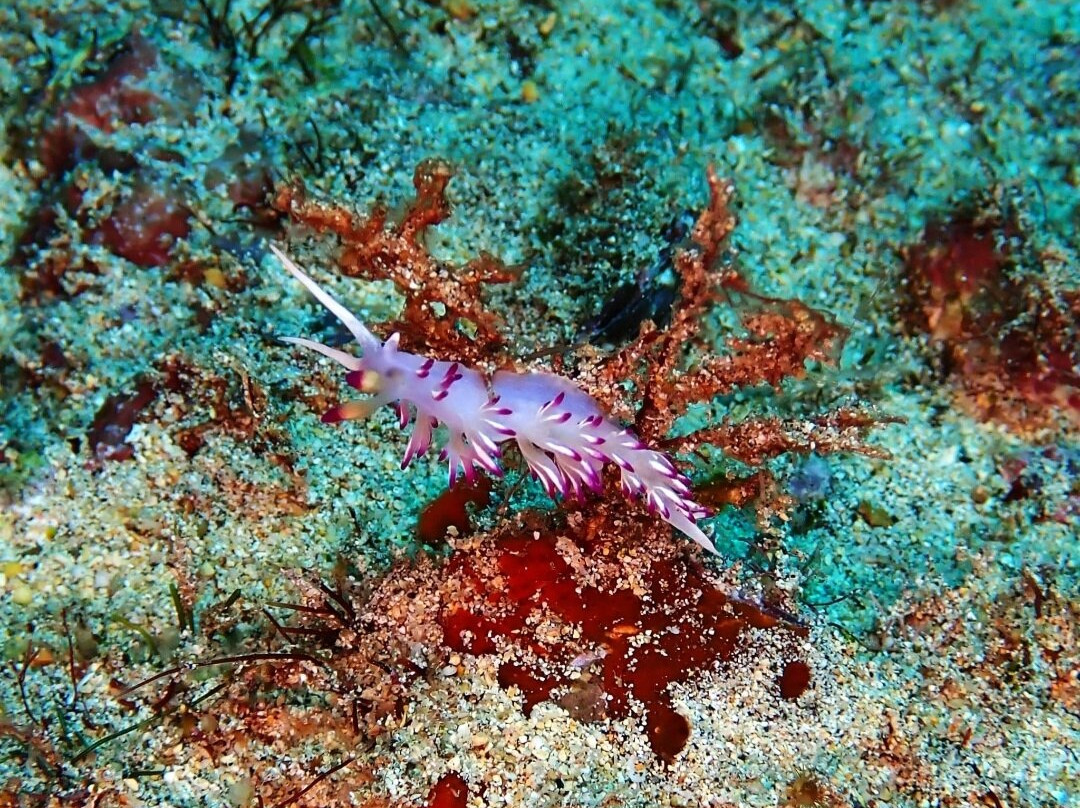 Dive-Tribe-明德卢必去景点