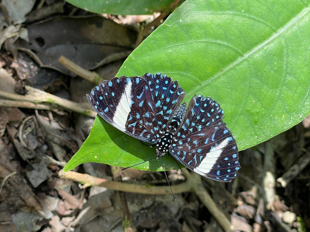 Arenal Oasis Wildlife Refuge-福德圣卡洛斯必去景点