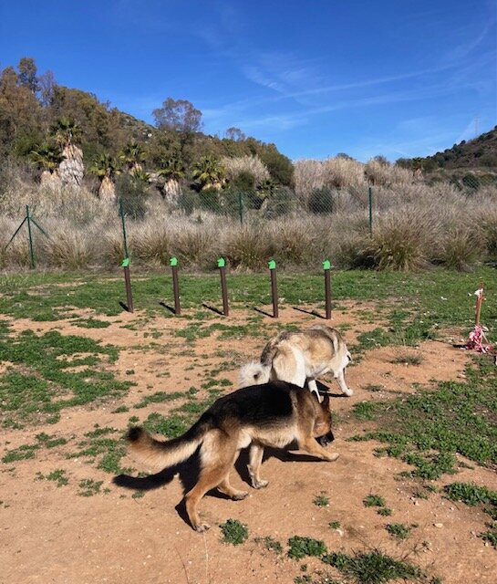 Triple A Marbella Animal Shelter-马贝拉必去景点