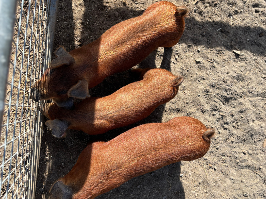 Frog Pond Farm-威尔逊维尔必去景点