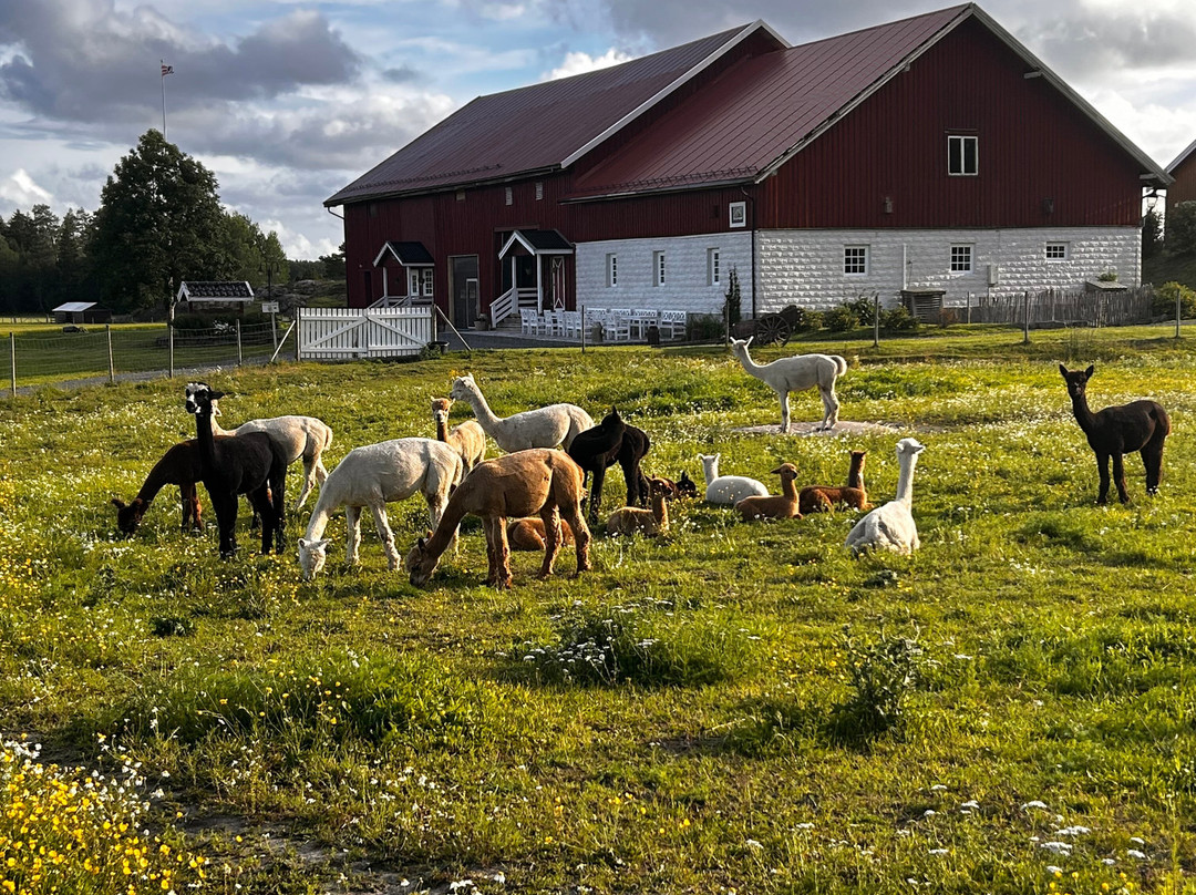 Alpakkagaarden – Østre Kjærnes