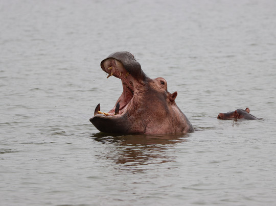 Primate Safari Experiences-坎帕拉必去景点