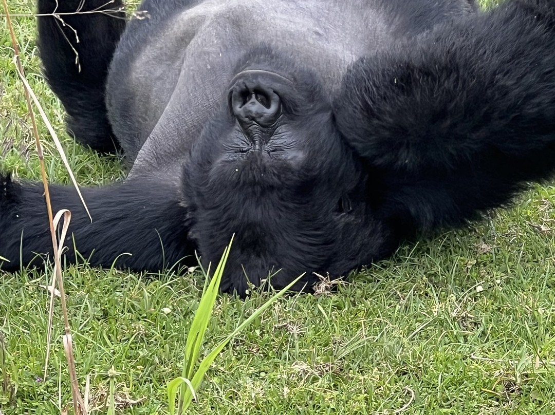 Volcanoes National Park Rwanda-Musanze District必去景点