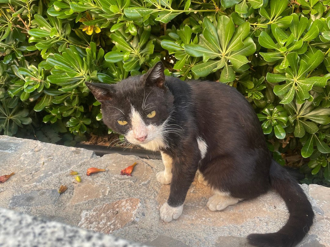 Matheo Hotel Villas & Suites主图