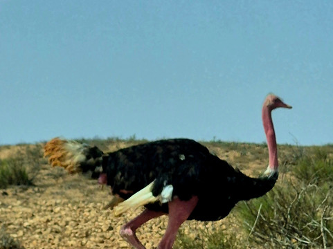 Tazwit tours-阿加迪尔必去景点