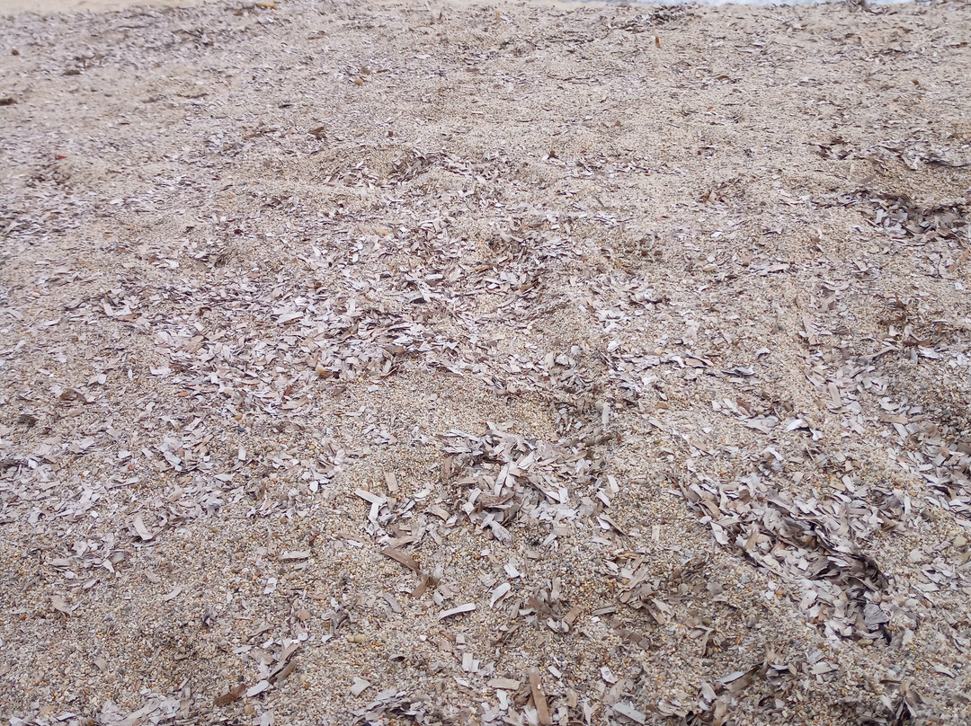 Spiaggia di Campus-维拉西谬斯必去景点