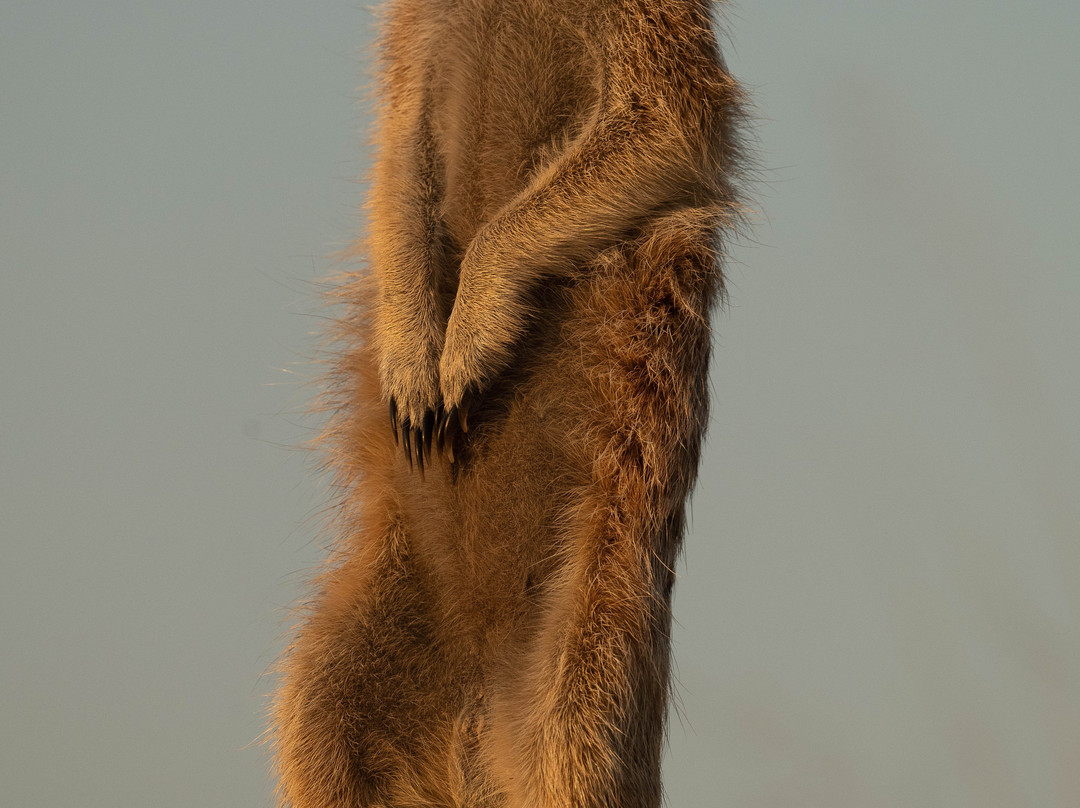 Real Africa Safaris Chobe-卡萨尼必去景点