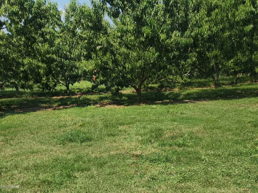 Breeden's Orchard-Mount Juliet必去景点