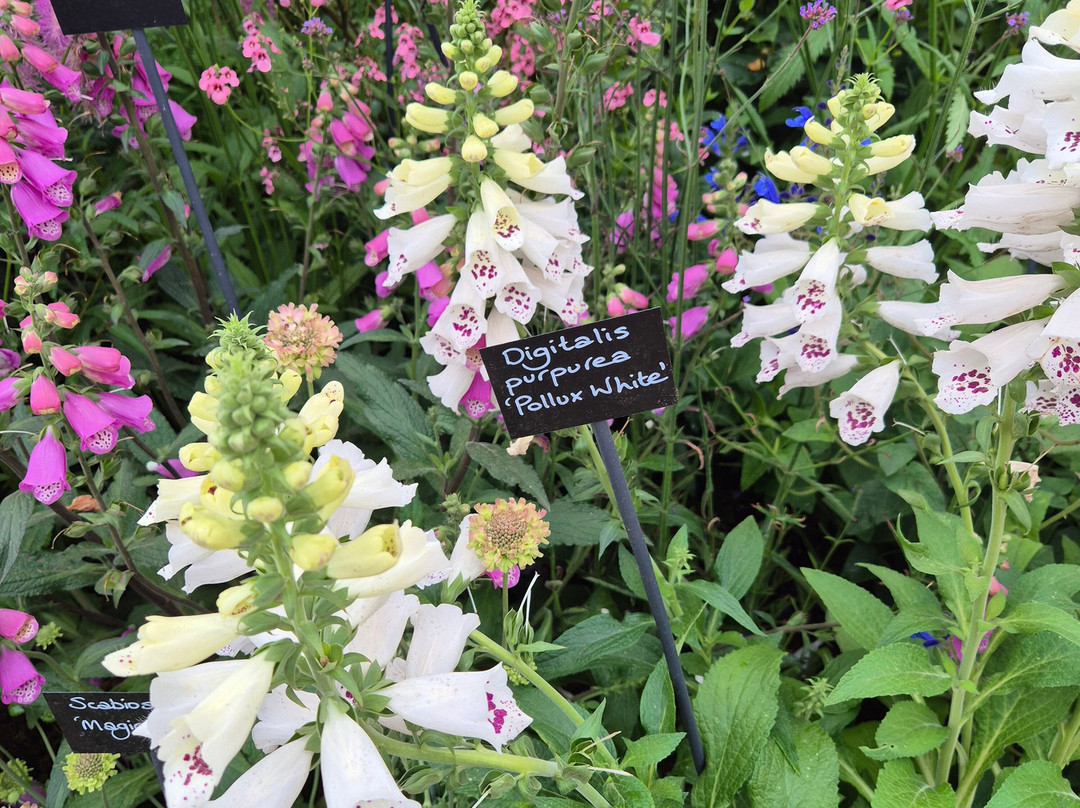 Hampton Court Flower Show-East Molesey必去景点