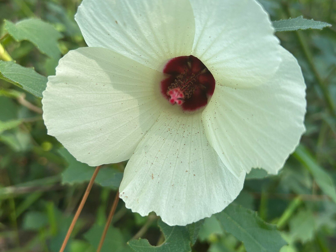 Dauphin Island Audubon Bird Sanctuary-Dauphin Island必去景点