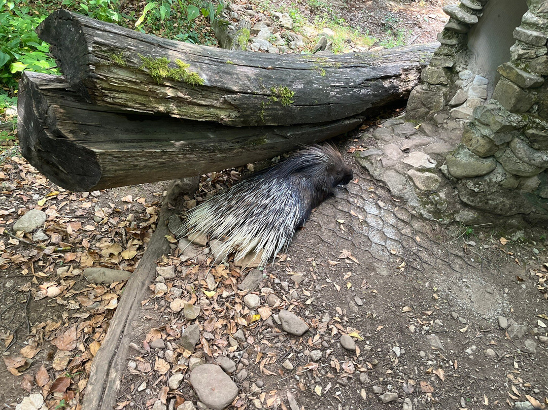 Parco Zoo di Poppi-波皮必去景点