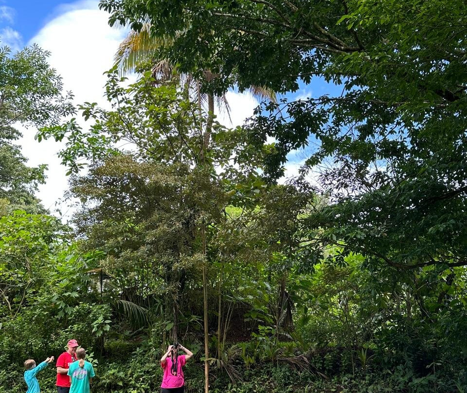 Bijagua Rainforest - Tours-Bijagua de Upala必去景点