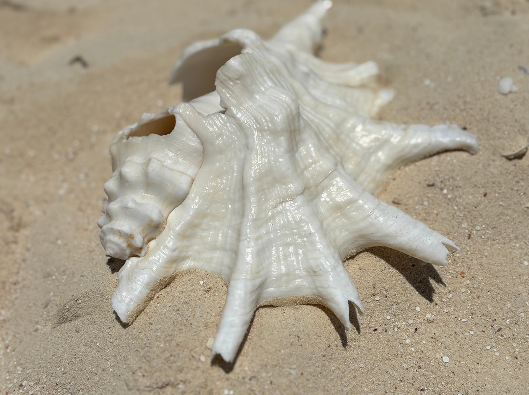 Wonderful Dive-马萨阿拉姆必去景点