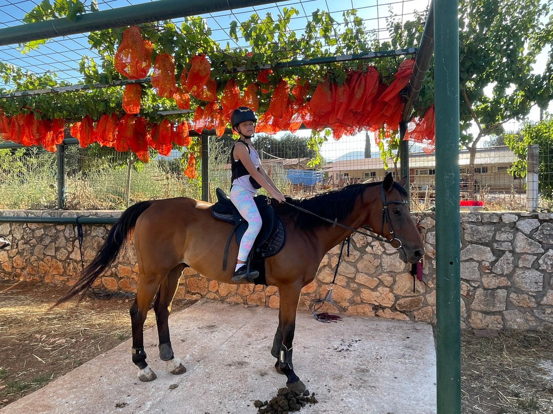 Kefalonia's Horse Riding Stable-萨米必去景点