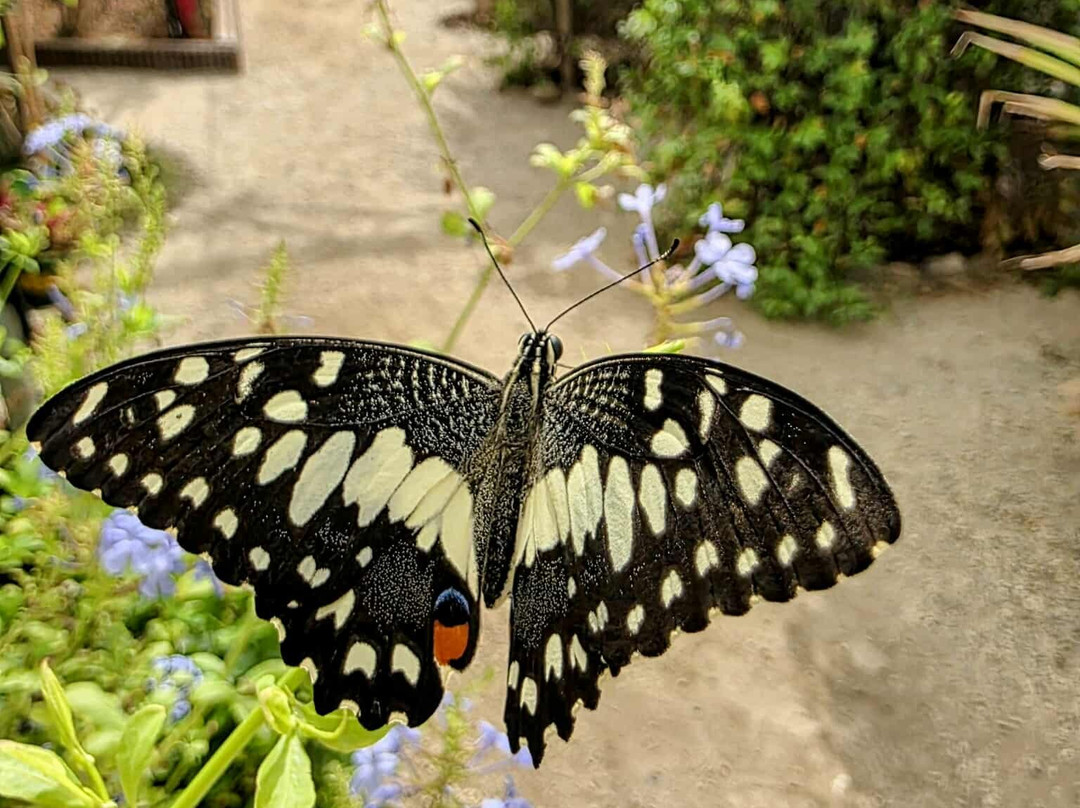 Mariposario de Nijar-Nijar必去景点