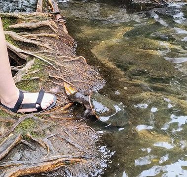 Cassowary Falls ATV Tours-Daintree必去景点