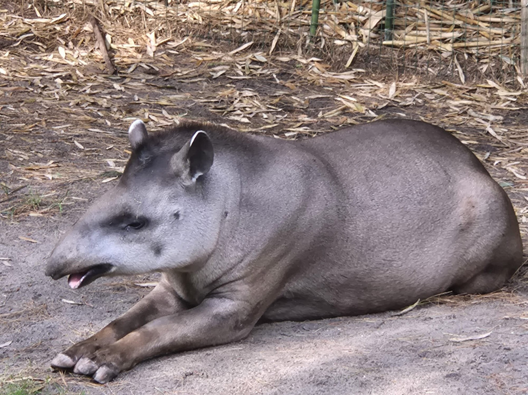 Zooparc Overloon-Overloon必去景点