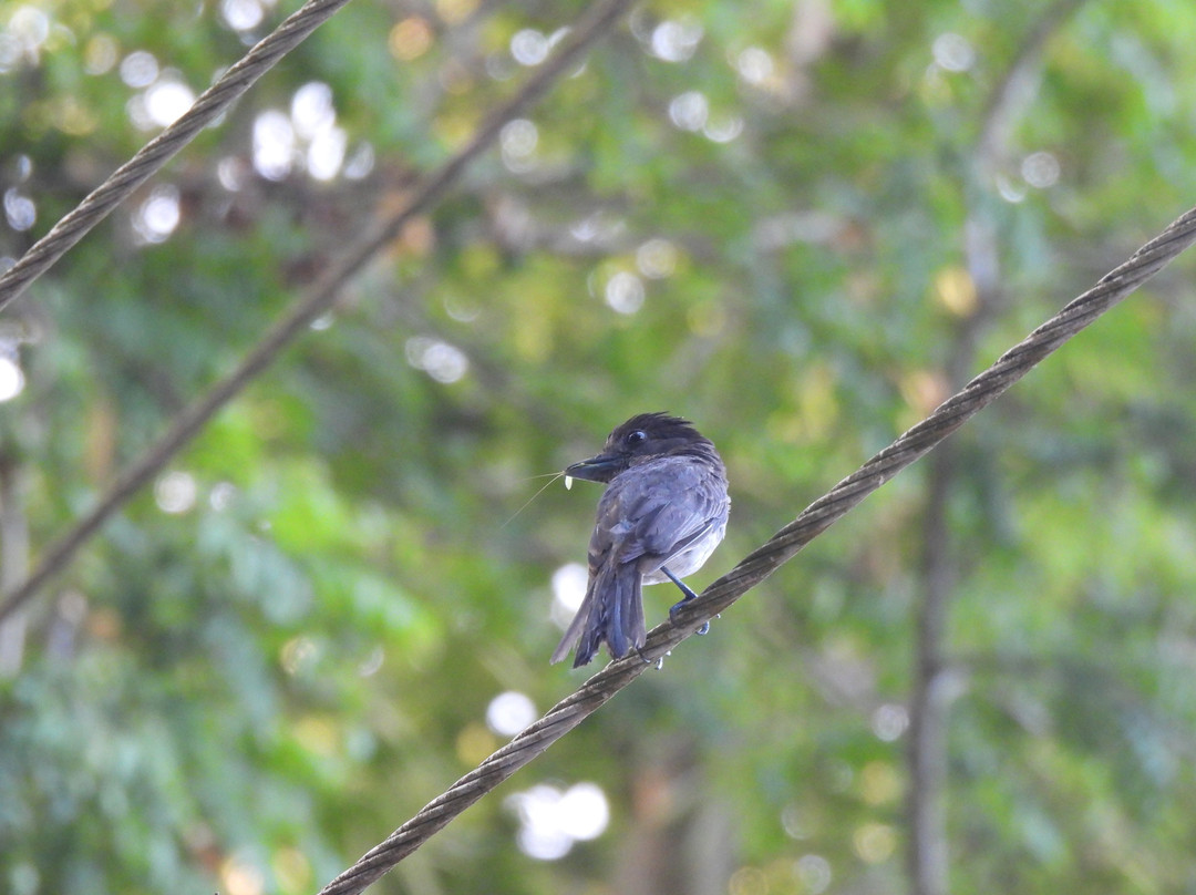 Birdwatching Tours in Sian Ka'an by Eddy-图伦必去景点