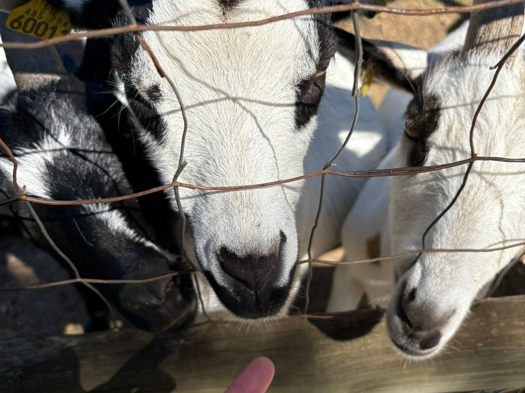 Parc Animalier des Gorges de l'Ardeche-Vagnas必去景点