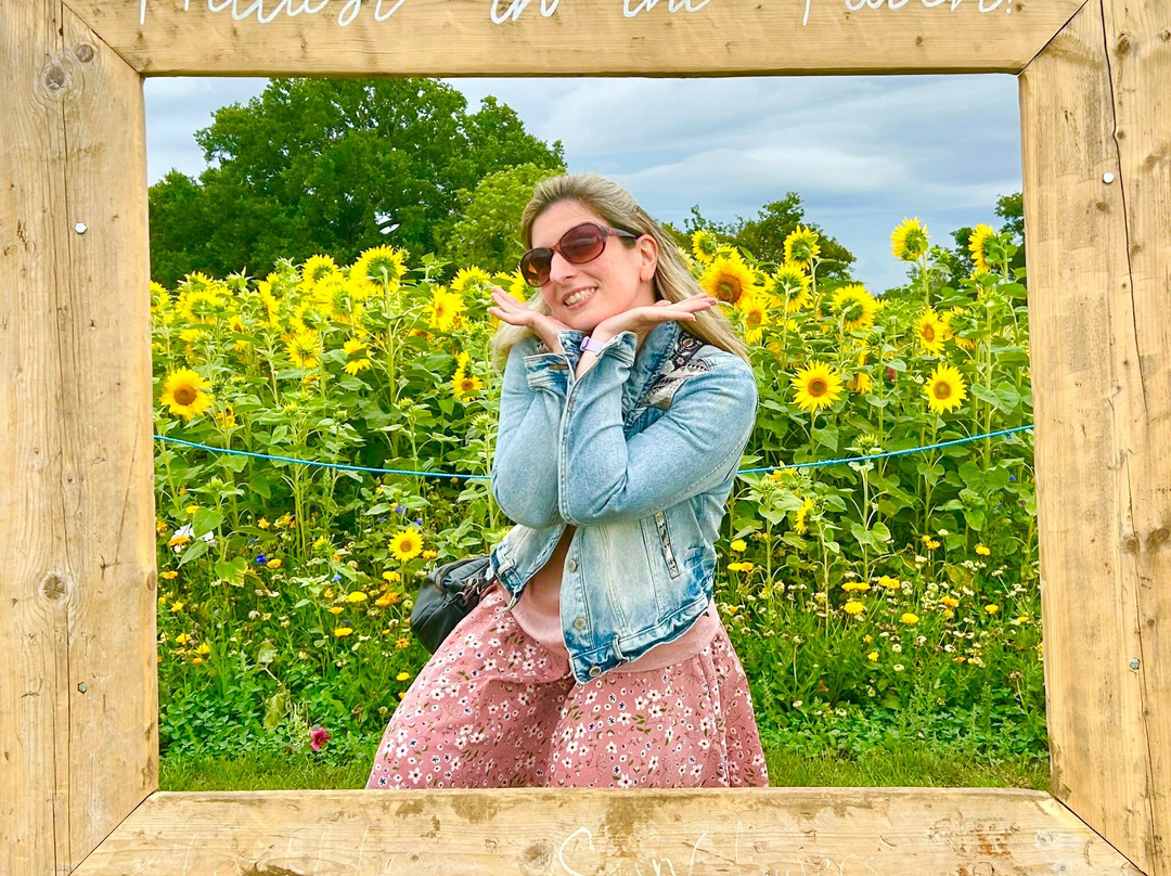 Writtle Sunflowers-切姆斯福德必去景点