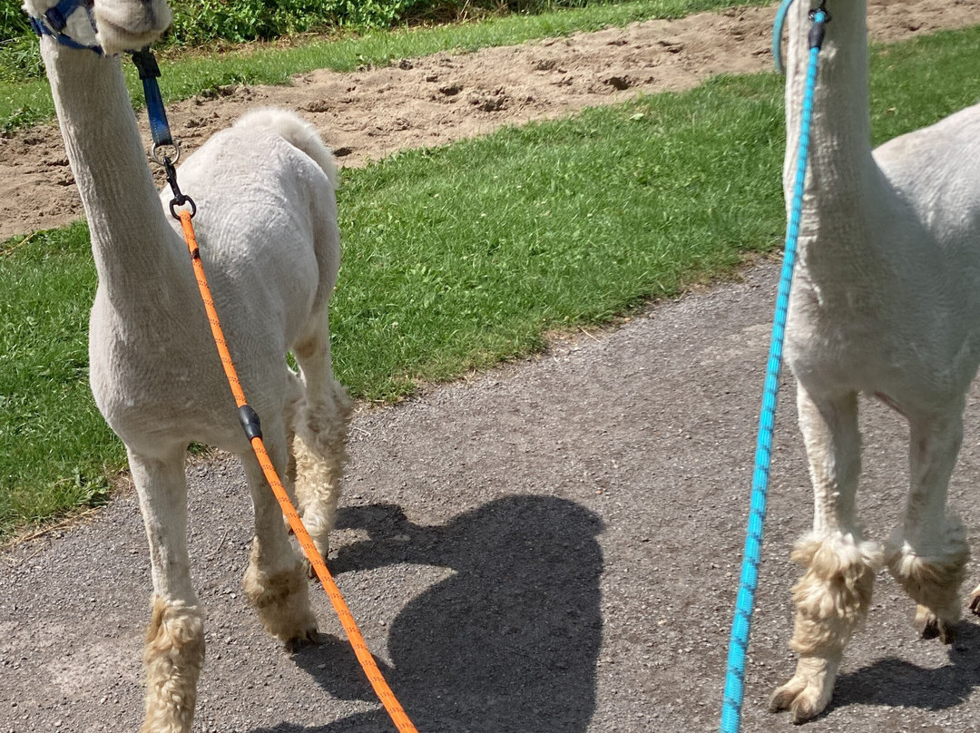 Wandelen met alpaca's-Delfgauw必去景点