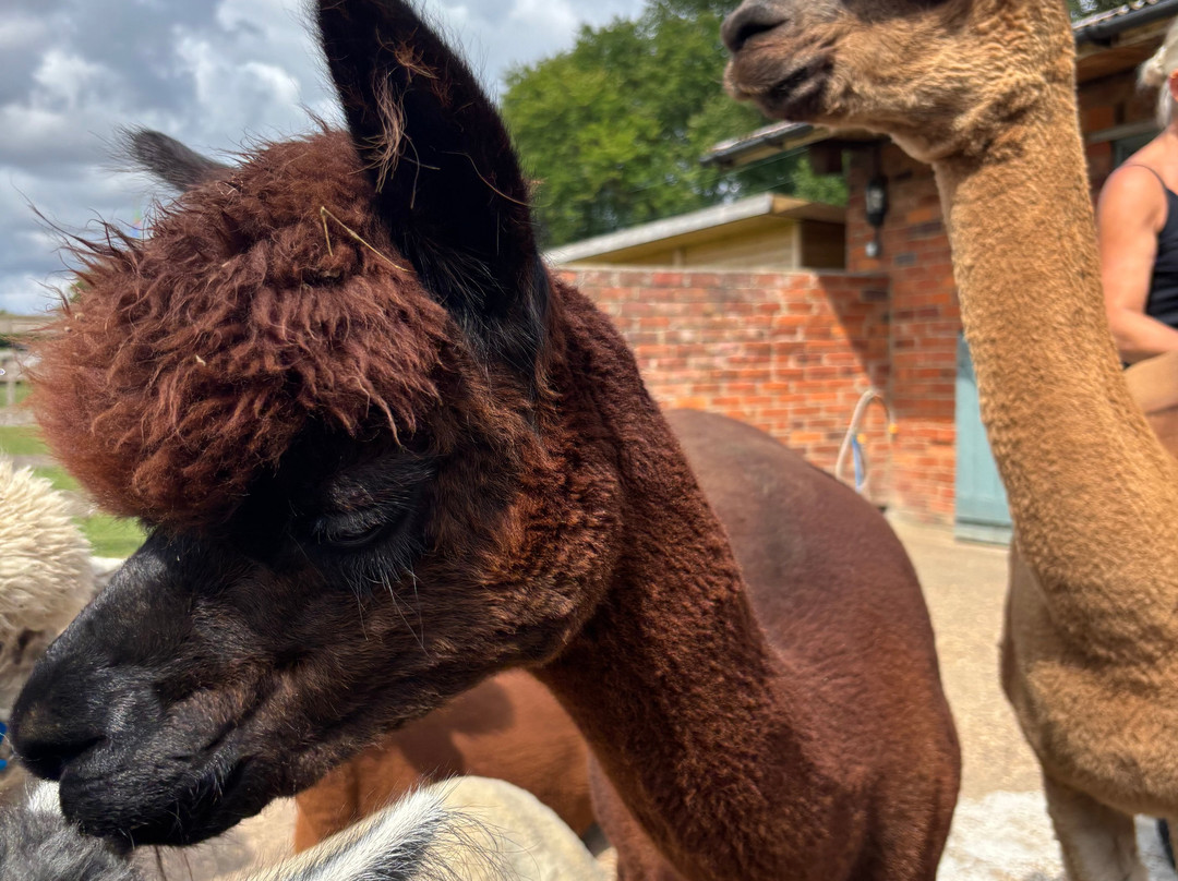 Westfield Alpacas-Barton-upon-Humber必去景点