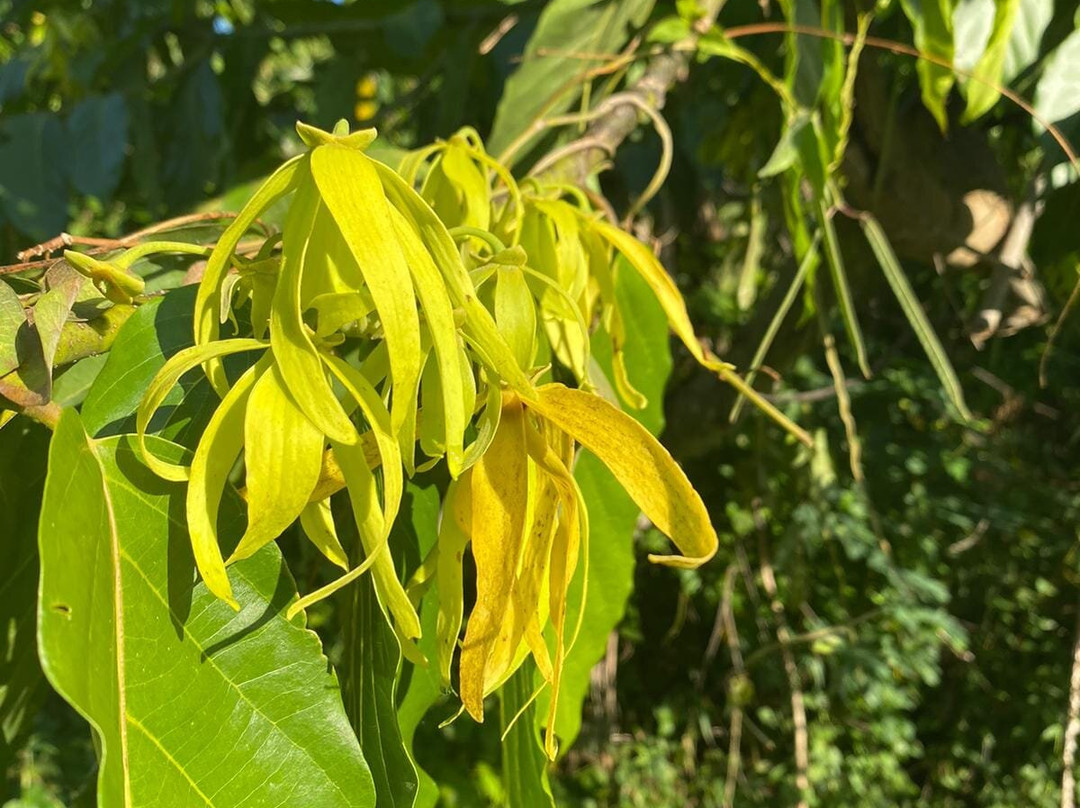 Parfum d’Ylang-Andranobe必去景点