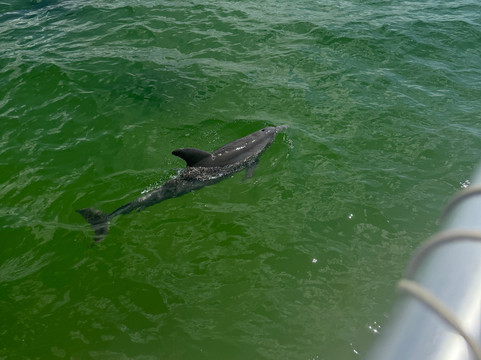 Dolphins Down Under-橙色海湾必去景点