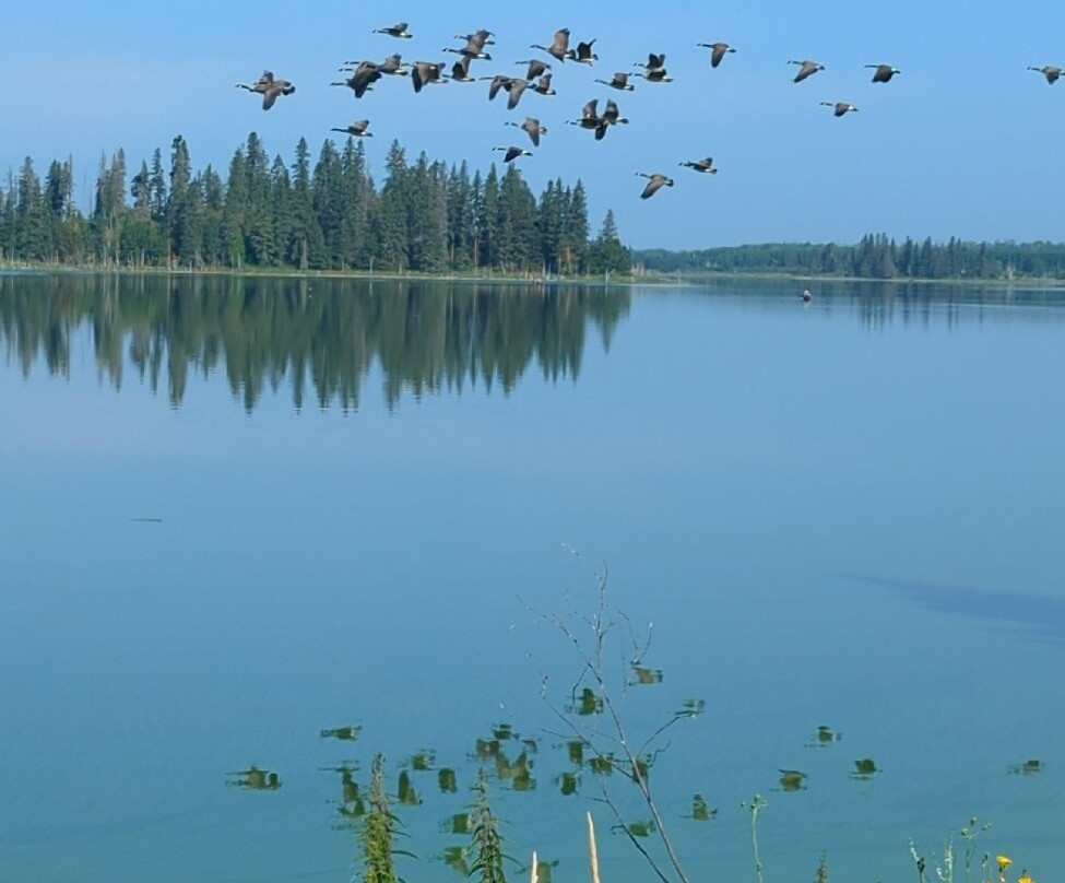 麋鹿岛国家公园-埃德蒙顿必去景点