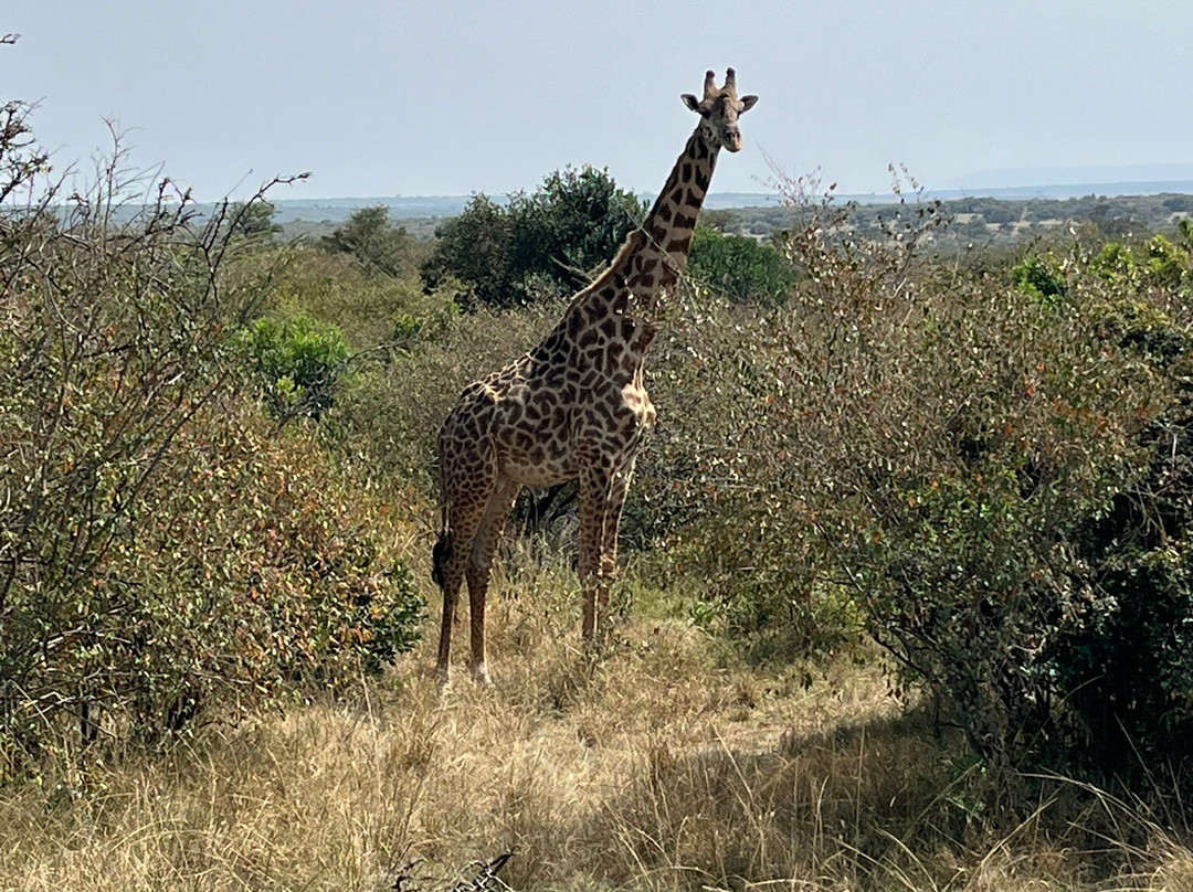 Nashulai Maasai Conservancy-马赛马拉国家野生动物保护区必去景点