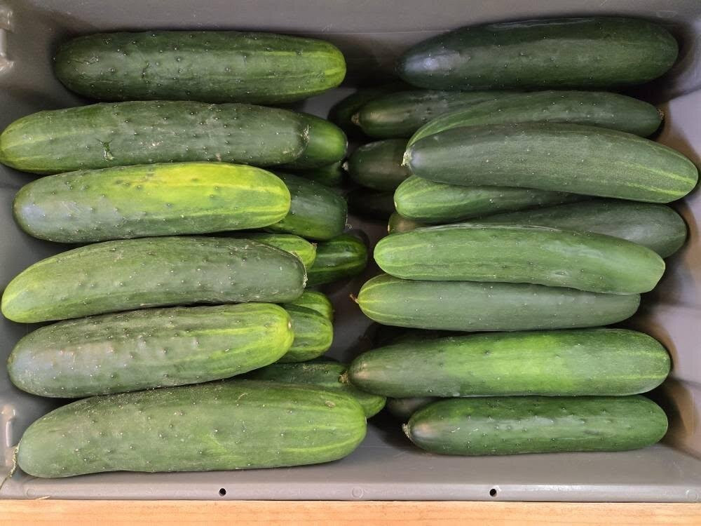 Massanutten Country Corner-卢雷必去景点