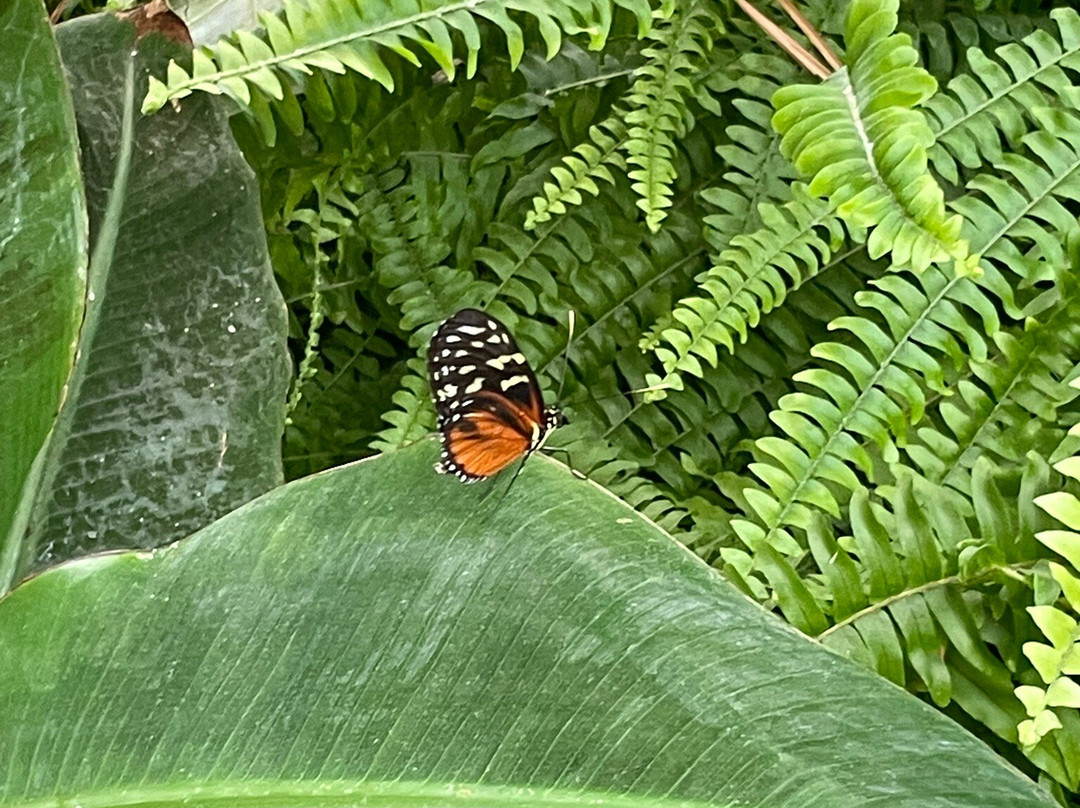 Schmetterlingspark Fehmarn-Burg auf Fehmarn必去景点