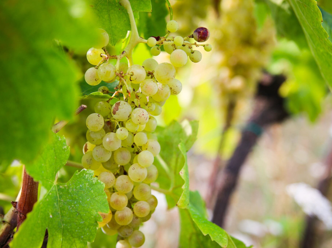 Poggi del Chianti Winery-卡夫里利亚必去景点